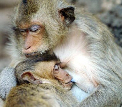 Một cặp mẹ con khỉ đàn. Ảnh: