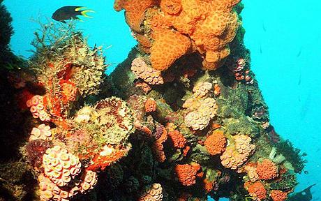 Theo một thống kê mới đây 20% rạn san hô trên thế giới đã biến mất do biến đổi khí hậu - Ảnh: Telegraph