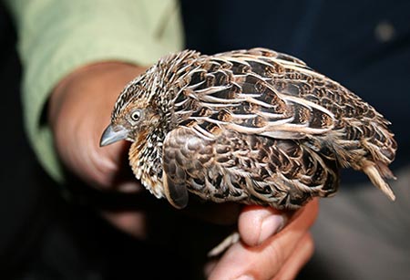 Con chim cun cút Luzon bị bán ngoài chợ tại Philippines. Ảnh: National Geographic.
