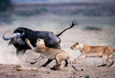 Sư tử tấn công trâu rừng ở Kenya.