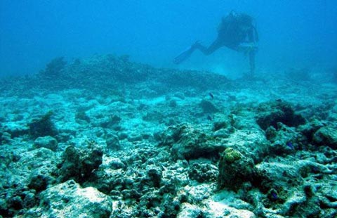 Sự biến mất của các rạn san hô cũng là vấn đề ở nhiều quốc gia khác.