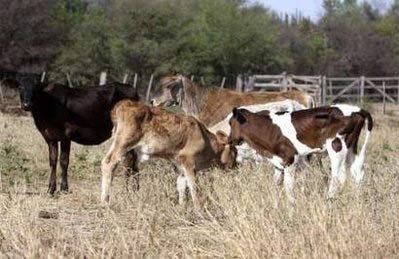 Những con bò gặm cỏ khô trên một cánh đồng khô cằn vì hạn hán tại Paraguay. Hạn hán sẽ xảy ra thường xuyên hơn khi nhiệt độ trái đất tăng. Ảnh: Reuters.