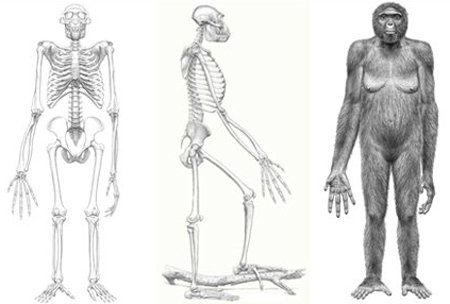 Hình minh họa bộ xương và hình dáng của Ardi.