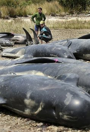 Hai người tình nguyện nhìn xác những con cá voi hoa tiêu trên bờ biển