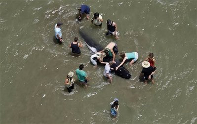 Nhân viên bảo tồn và người tình nguyện vây quanh một con cá voi hoa tiêu